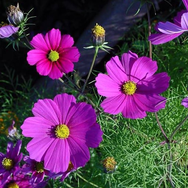 Cosmos Sensation Seed