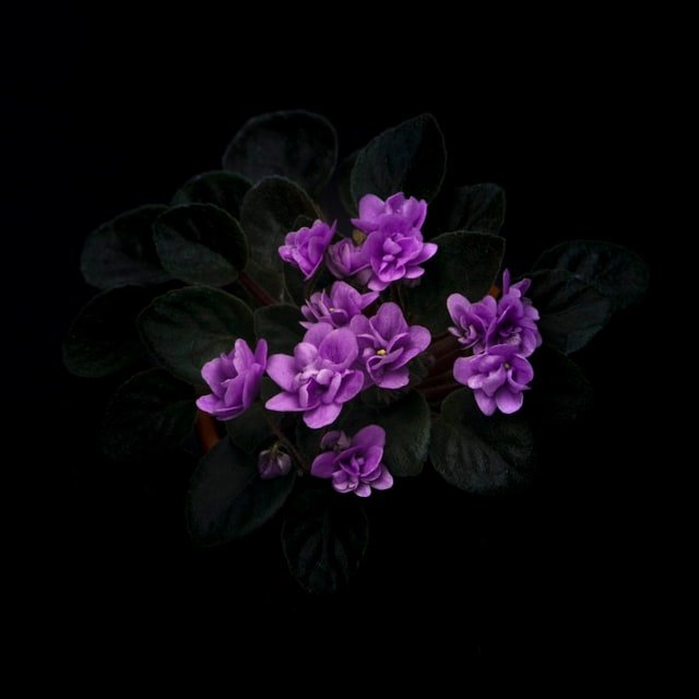 Bachelor Button Cornflower Seed