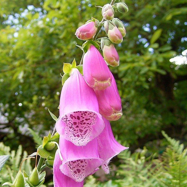 Foxglove Excelsior Seed