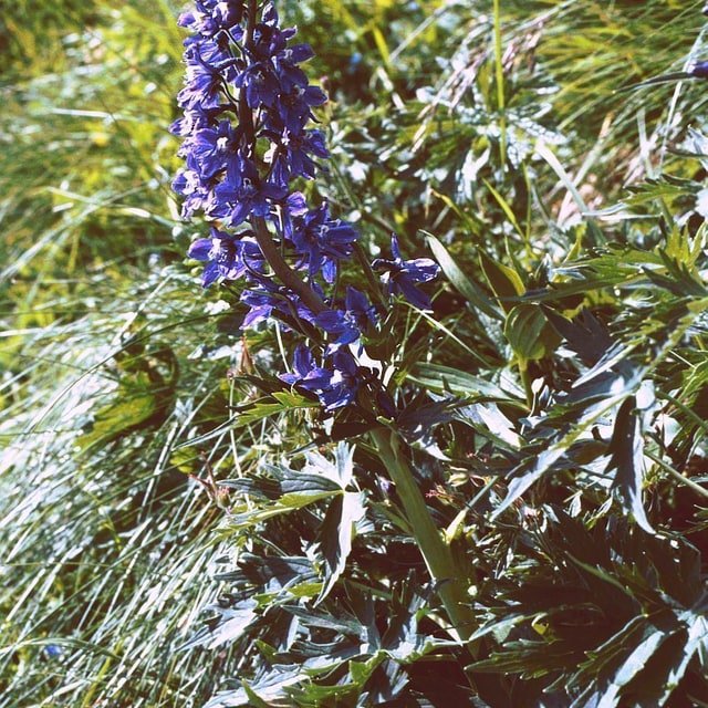 Delphinium Pacific Giant Seed