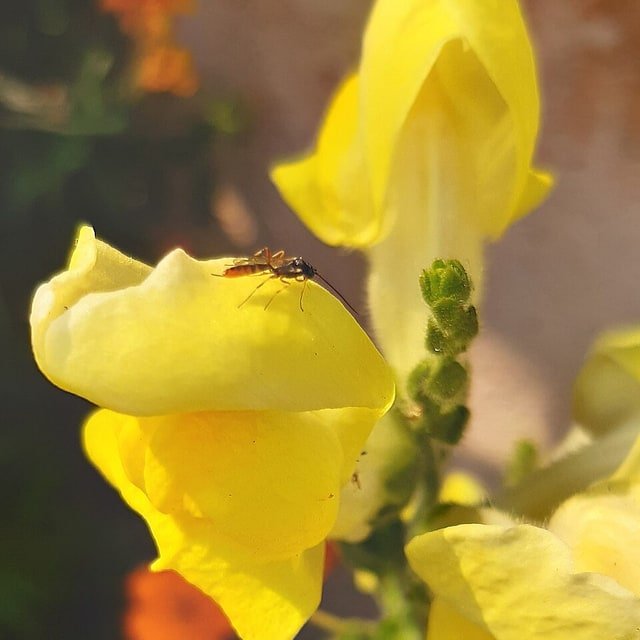 Snapdragon Rainbow Seed