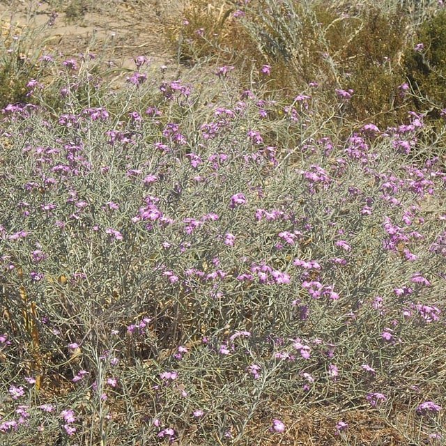 Stock Matthiola Seed
