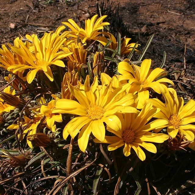 Strawflower Helichrysum Seed