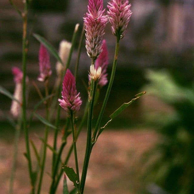Butterfly Weed Milkweed Seed