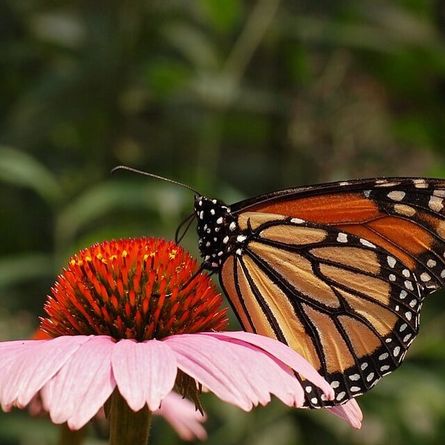 Purple Coneflower Seed