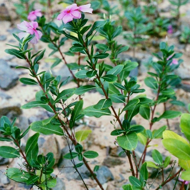 Borage Herb Seed