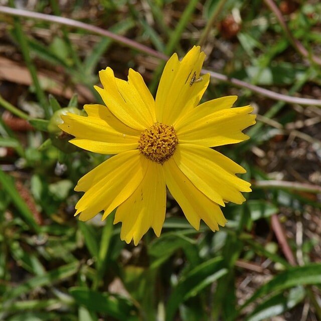 Coreopsis Lanceolata Seed