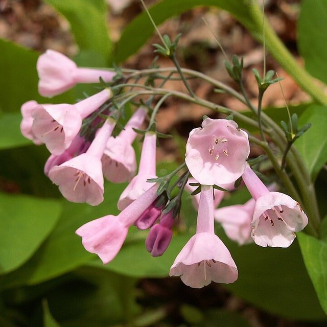 Virginia Bluebell Seed