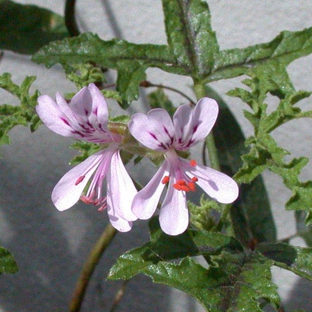 Forget-Me-Not Seed