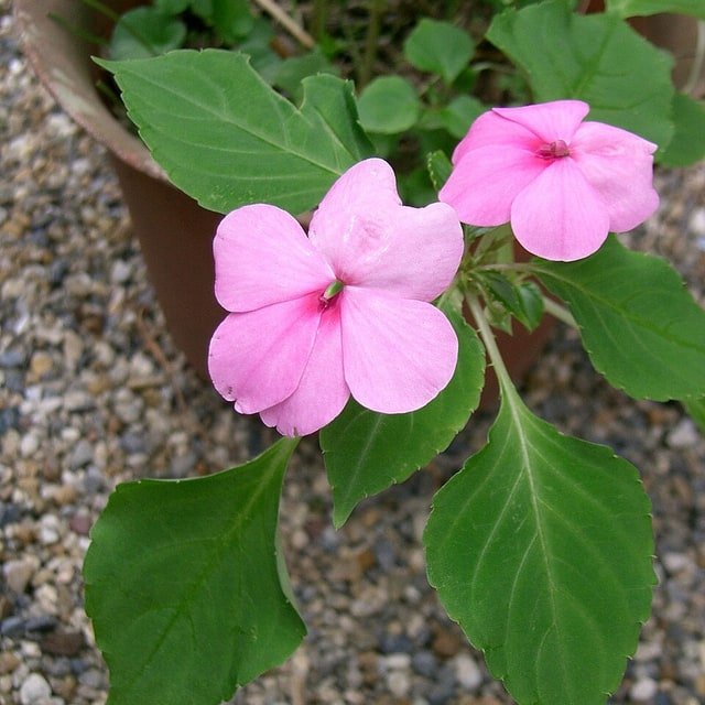 Impatiens Busy Lizzie Seed