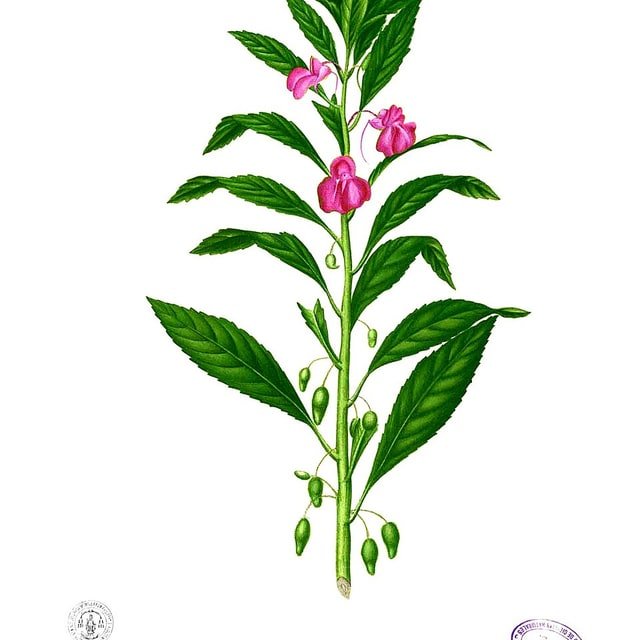 Lobelia Crystal Palace Seed