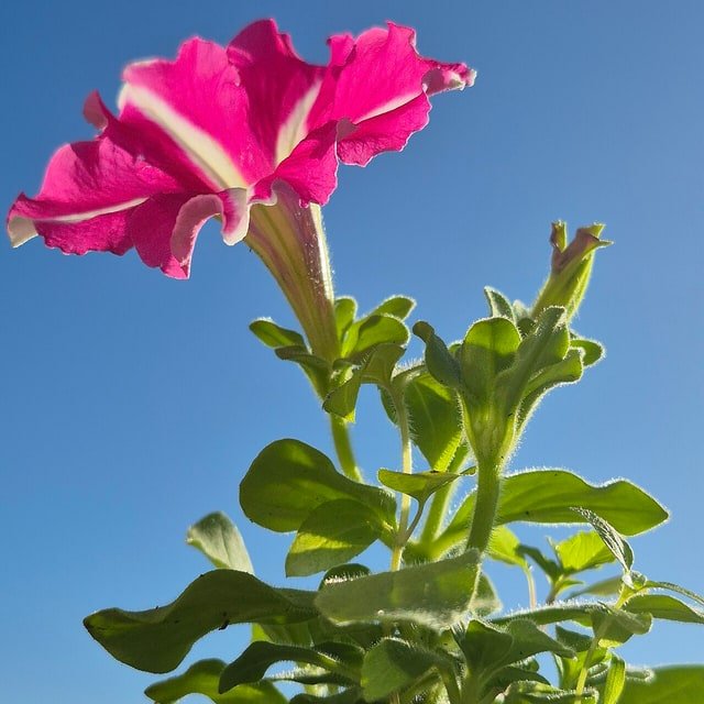Petunia Seed