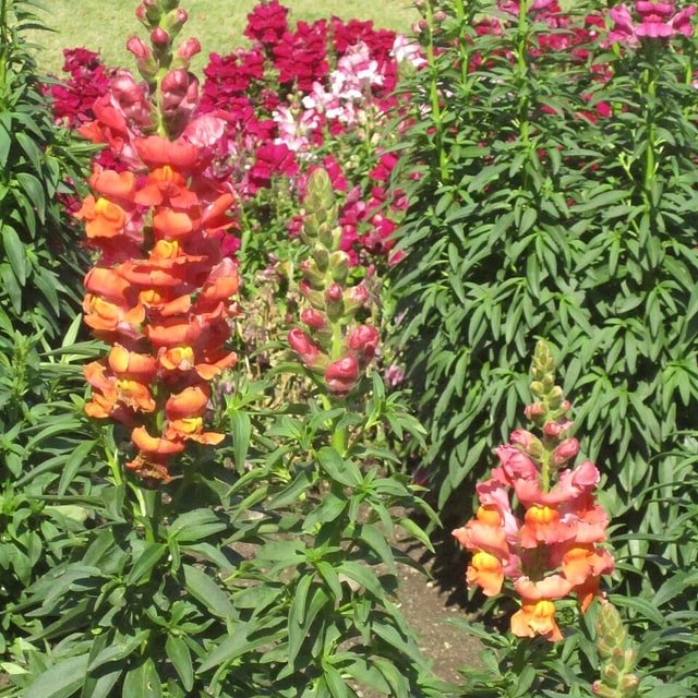 Snapdragon Seed