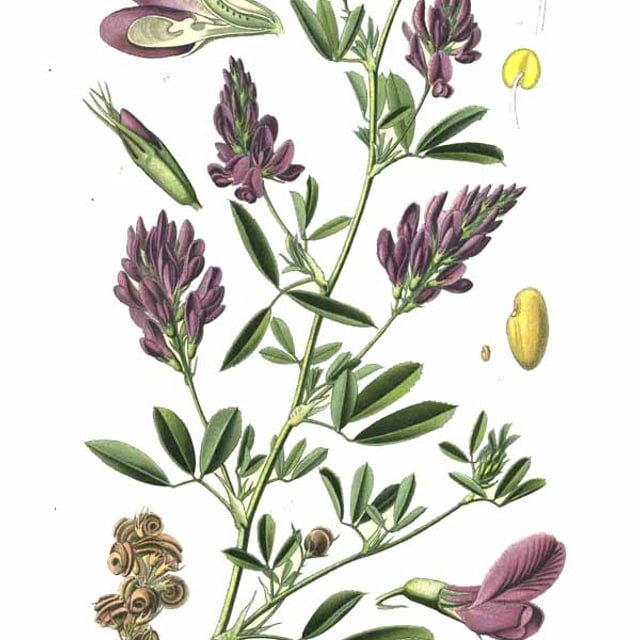 Lucerne/Alfalfa Seed