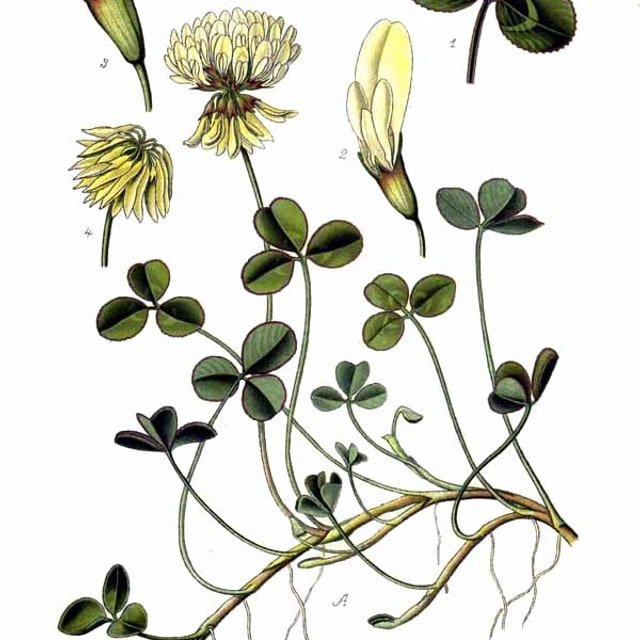 Clover Seed