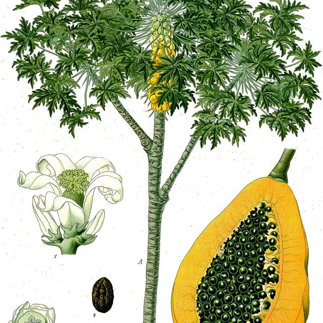 Papaya Seed