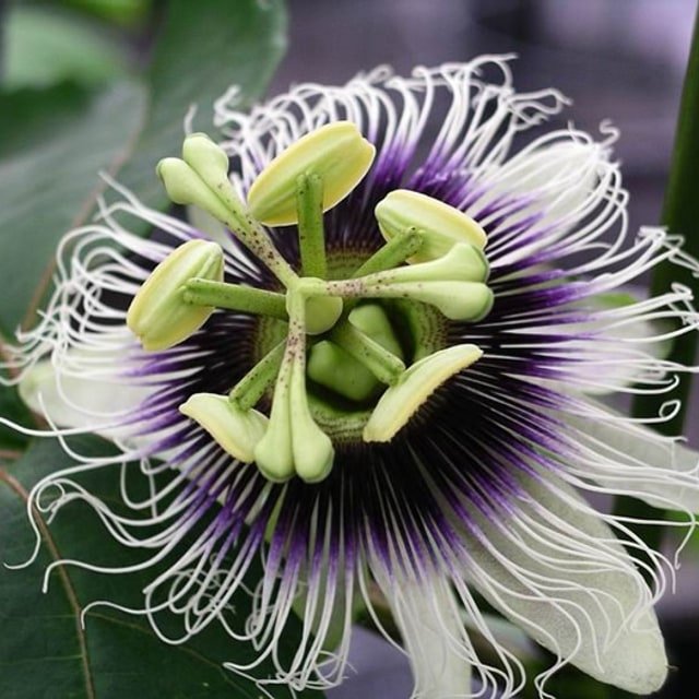 Passion Fruit Seed