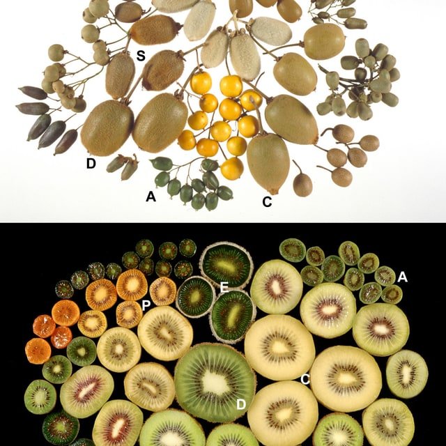 Kiwi Seed