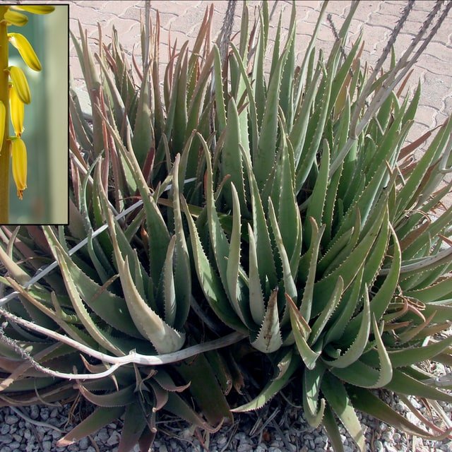 Aloe Vera Seed