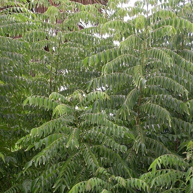 Curry Leaf Seed for planting