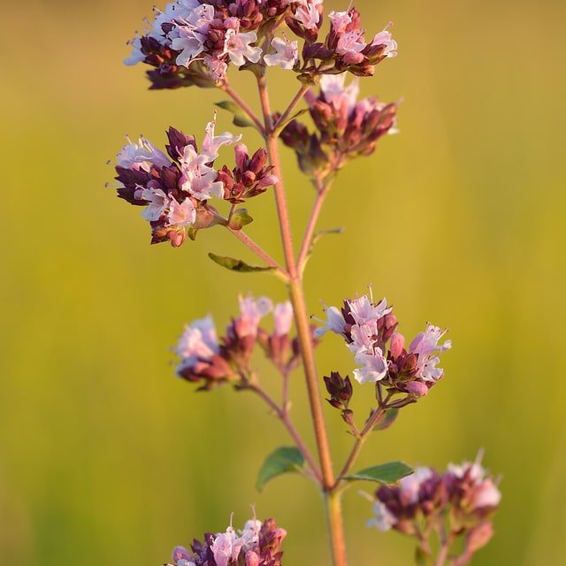 Oregano Seed