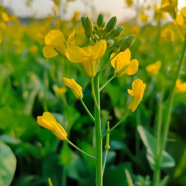 Mustard Seed for sowing