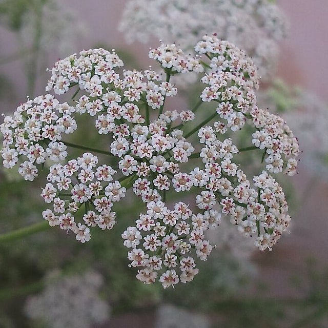 Ajwain Seed for sowing