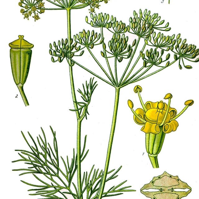 Dill Seed for sowing