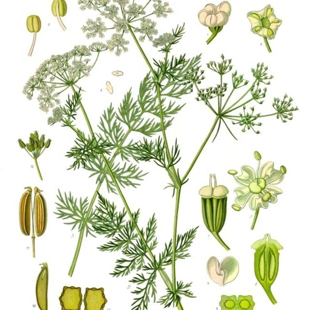 Caraway Seed for sowing
