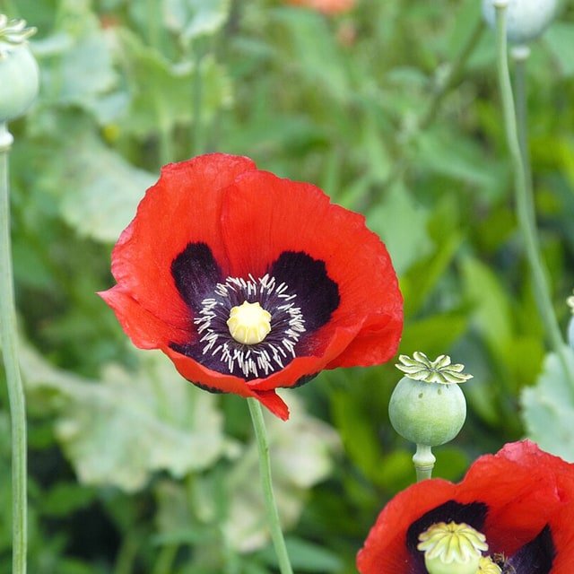 Poppy Seed for sowing