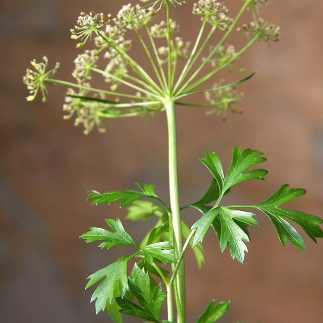 Parsley Seed for sowing