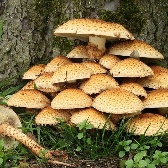 Mushroom Spores for cultivation