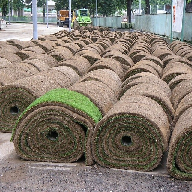 Turf Grass Seed