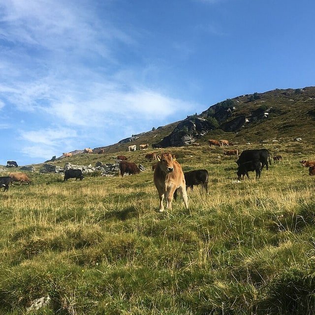 Pasture Grass Seed