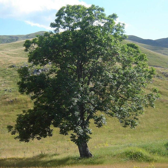 Tree Seed for nursery