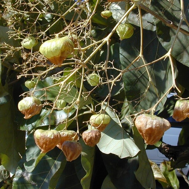 Teak Seed