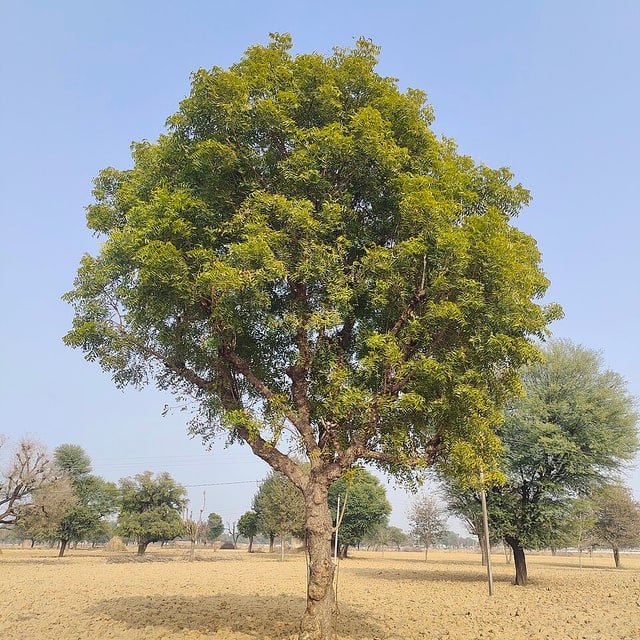 Neem Seed