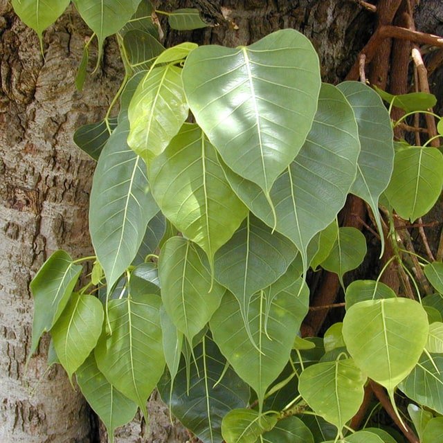 Peepal Seed