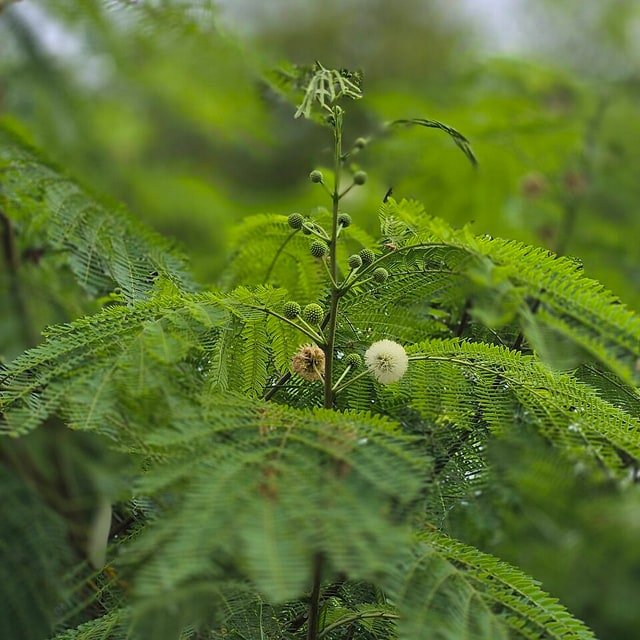 Subabul Seed for planting