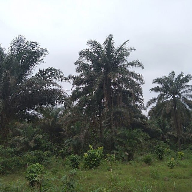 Palm Seed